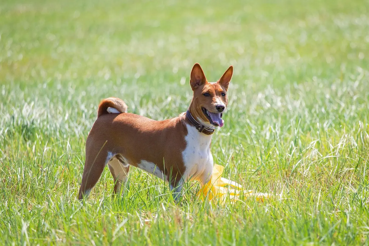 Dog Safety: Myths vs Facts for Santa Rosa Pet Owners