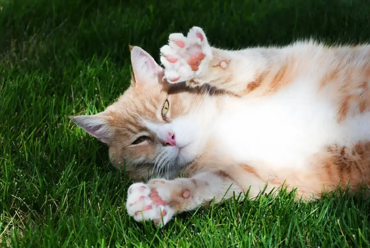 Why Professional Dental Cleaning Is Essential for Your Pet