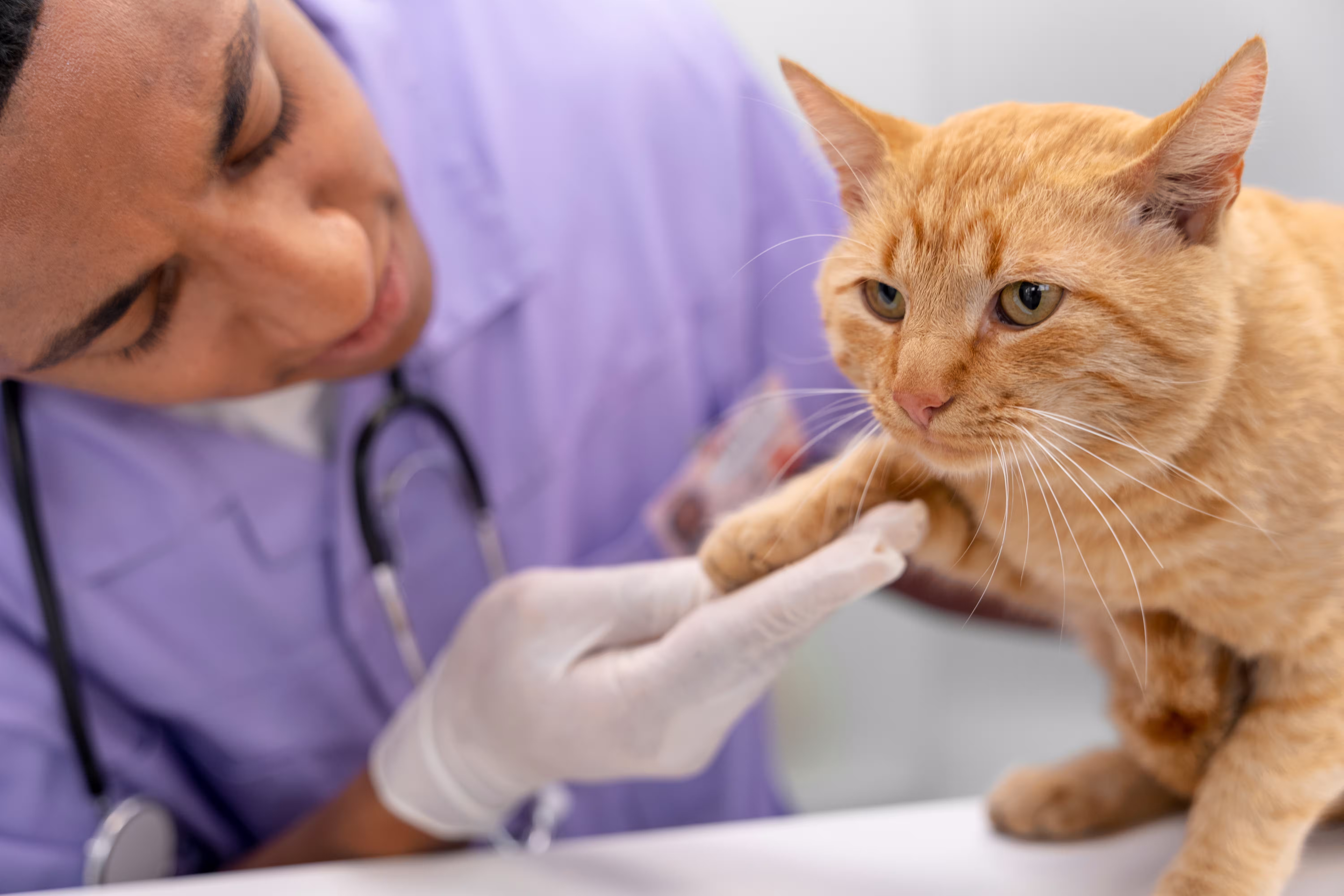 Veterinarian caring for a pet