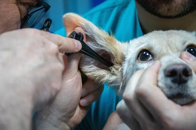 Preventative Pet Care