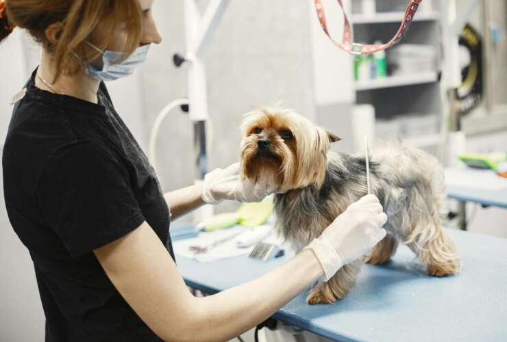 Pet Wellness Care